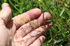 Rorippa curvisiliqua