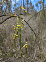 Diuris tricolor