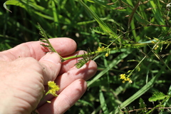Rorippa curvisiliqua