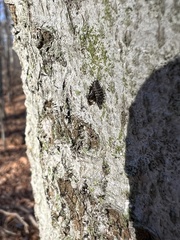 Chilocorus stigma