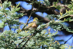 Zosterops lateralis lateralis