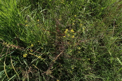 Rorippa curvisiliqua