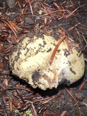 Truncocolumella citrina