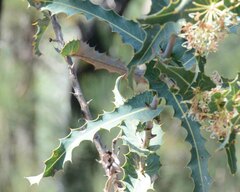 Hakea amplexicaulis
