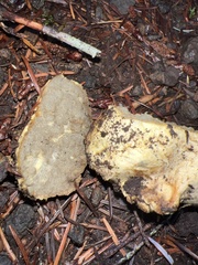 Truncocolumella citrina