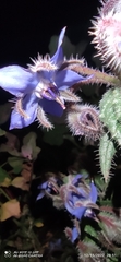Borago
