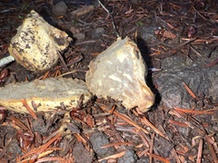 Truncocolumella citrina