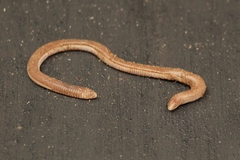 Amphisbaena darwinii