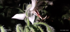 Borago