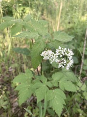 Osmorhiza longistylis