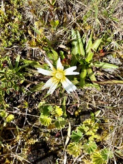 Hypochaeris sessiliflora
