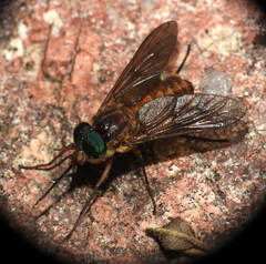 Fidena pseudoaurimaculata