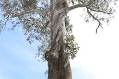 Eucalyptus moluccana