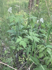 Osmorhiza longistylis