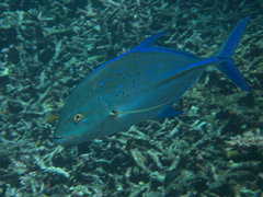 Caranx melampygus