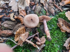Inocybe obscuroides