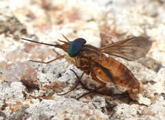 Fidena pseudoaurimaculata