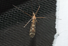 Tipula trivittata