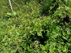 Galinsoga parviflora