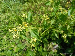 Galinsoga parviflora