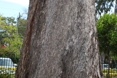 Eucalyptus moluccana