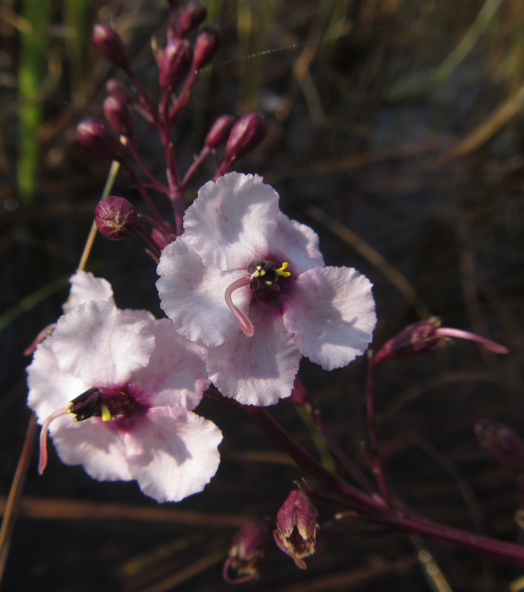 Sopubia mannii