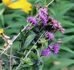 Vernonia fasciculata