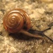 Quick Gloss Snail - Photo (c) Jann Vendetti, some rights reserved (CC BY-NC)