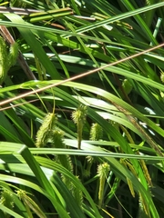 Carex fascicularis