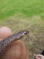 Storeria storerioides