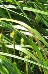 Carex fascicularis