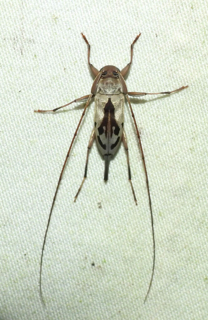 Paroecus celebensis