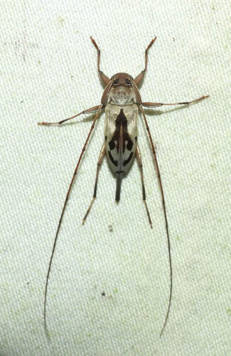 Paroecus celebensis