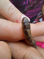 Storeria storerioides