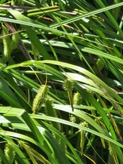 Carex fascicularis