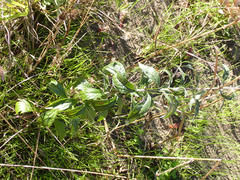 Artemisia douglasiana