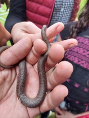 Storeria storerioides