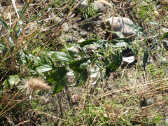 Artemisia douglasiana