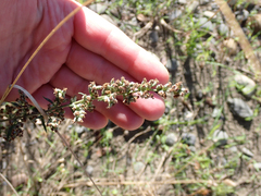 Artemisia douglasiana
