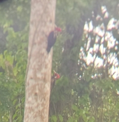 Campephilus guatemalensis