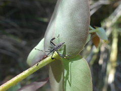 Gelonus tasmanicus