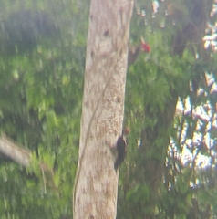 Campephilus guatemalensis