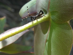 Gelonus tasmanicus