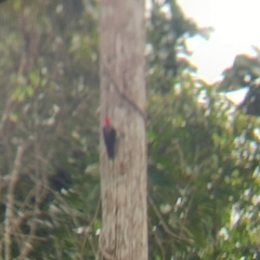 Campephilus guatemalensis