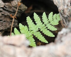 Thelypteris palustris pubescens