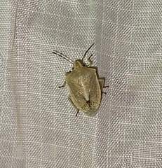 Thyanta custator accerra