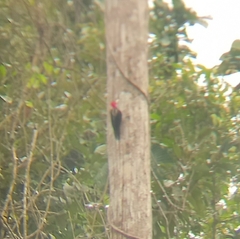 Campephilus guatemalensis