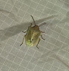 Thyanta custator accerra