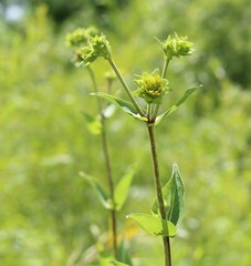 Silphium integrifolium