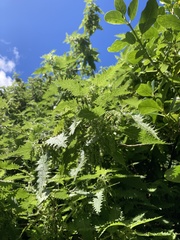 Urtica ferox